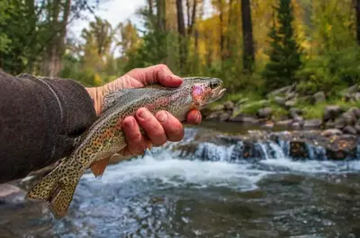Smoky Mountain Trout Fishing